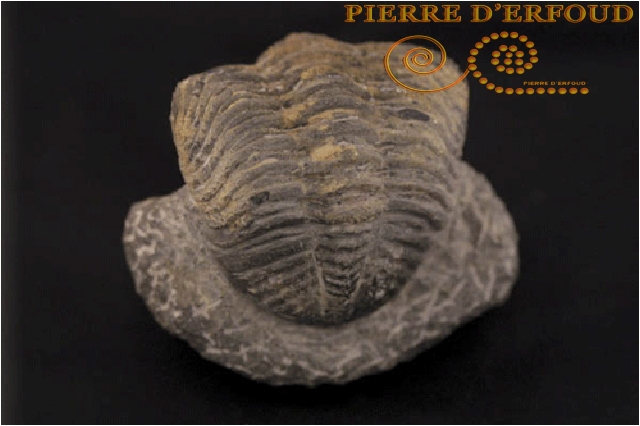 Morocco Trilobite | Fossil of Trilobite | Trilobite du Maroc