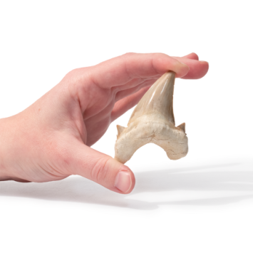 FossilOtodusTeethLargeInHand__90008