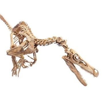 Velociraptor_skeleton_white_background
